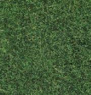 WILD GRASS LIGHT GREEN 50G