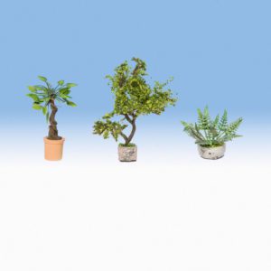 ORNAMENTAL PLANTS IN FLOWER PTS NOCH