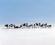 NOCH KOR SVART-VITA 1:87 7 ST