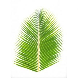 POSTER PALMBLAD 50X70