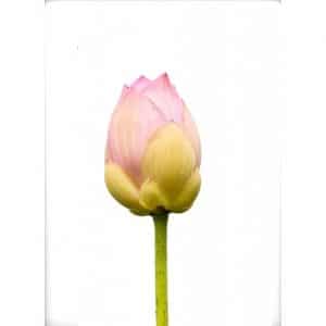 POSTER BLOMKNOPP 50X70