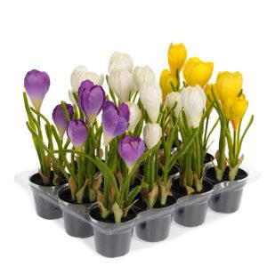 CROCUS MIX 20CM