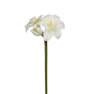 AMARYLLIS VIT
