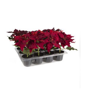 JULSTJÄRNA KRUKA MIX