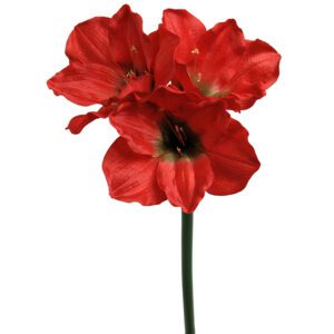 AMARYLLLIS RÖD