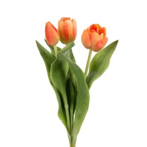 TULPAN ORANGE 36CM
