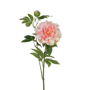 PION ROSA