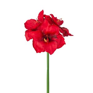 AMARYLLIS RÖD